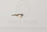 _MG_8080 White-tailed Kite.jpg