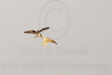 White-tailed Kite aerial displays - Upper Texas Coast – October 13-14, 2007