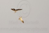 _MG_8082 White-tailed Kite.jpg