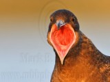 _MG_4075crop Parasitic Jaeger.jpg