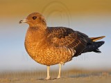 _MG_4278 Parasitic Jaeger.jpg