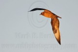 _MG_4284 Parasitic Jaeger.jpg