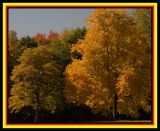 framed_trees2.jpg