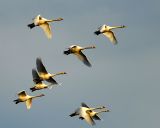 Flock of Swans in golden light.