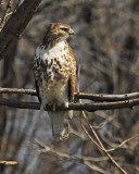 Redtail Hawk 