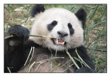 Panda at Chengdu Breeding Centre