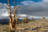 Bristlecone PIne 2.jpg