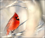 CARDINAL