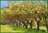 apple trees