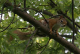 Squirrel1662.jpg