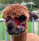 alpaca 4 ~ what a sweetie
