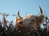 Charolais