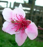 almond blossom...