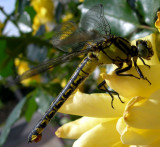dragonfly