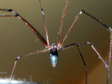 spider