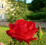 Good evening Rose