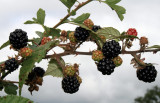 blackberries