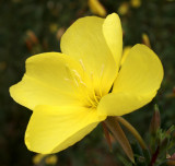 Evening Primrose