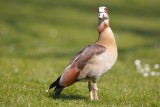 Geese in The Hague