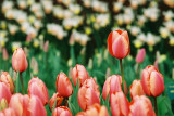 Tulips in Keukenhof