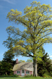 Planting Fields Arboretum