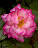 New York Botanical Garden