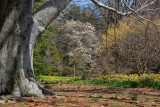 Planting Fields Arboretum