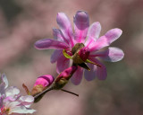 Planting Fields Arboretum