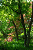 Planting Fields Arboretum