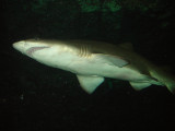 Sydney Aquarium