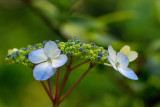 Planting Fields Arboretum