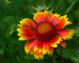 Planting Fields Arboretum