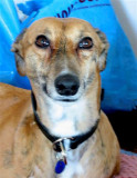Half greyhound half meerkat
