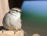 Chipping Sparrow