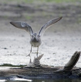 Greater Yellowlegs