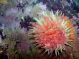 Northern Anemone