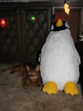 Clancy's 2nd Christmas - 2006 - and he has a new penguin friend
