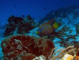 Queen Angelfish