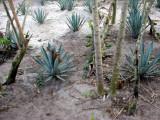 Agave plants - the plant that Tequila is made from