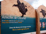 A Sea Turtle egg-laying beach
