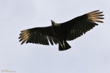 Black Vulture (Urubu noir)
