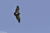 Black-chested Buzzard-Eagle (Buse aguia)