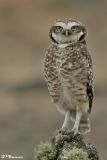 Burrowing Owl (Chevche des terriers)