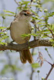 Rufous-fronted Thornbird (Synallaxe  front roux)
