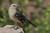 Patagonian Mockingbird (Moqueur de Patagonie)