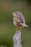 Lesser Grass-Finch (Petit Tardivole)