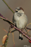 Moineau domestique (le Sainte-Hlne, 22 novembre 2006)