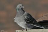 Pigeon biset (le Sainte-Hlne, 21 dcembre 2006)