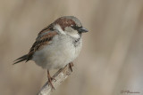 Moineau domestique (Chteauguay, 7 fvrier 2007)