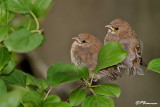 Passerin indigo (Cimetire Mont-Royal, 18 aot 2007)